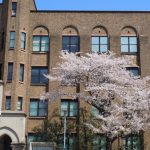 東大のキャンパスと桜